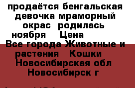 продаётся бенгальская девочка(мраморный окрас).родилась 5ноября, › Цена ­ 8 000 - Все города Животные и растения » Кошки   . Новосибирская обл.,Новосибирск г.